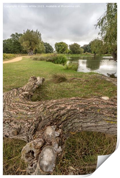 Walk and cycle path with natural log seat Print by Kevin White