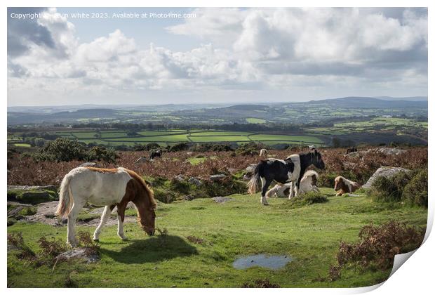 Wild ponies relaxing and grazing in Dartmoor Print by Kevin White