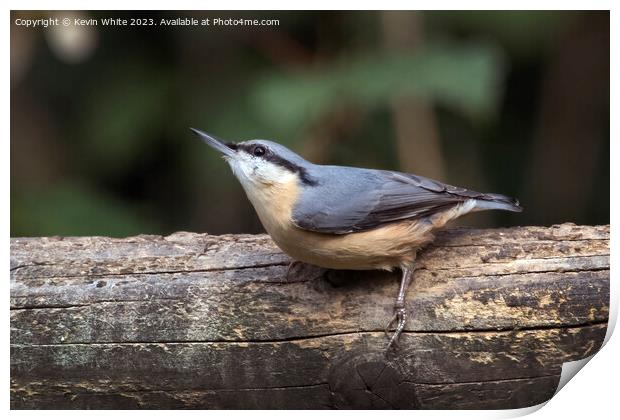 Nuthatch side view sitting on a log Print by Kevin White