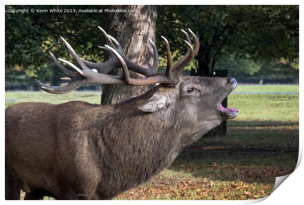 Stag roaring in the park Print by Kevin White