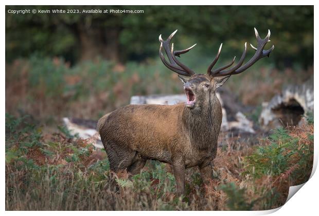 Big mouth adult red deer Print by Kevin White