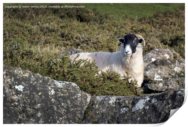 Black headed sheep sheilding from the harsh winds behind a rock Print by Kevin White