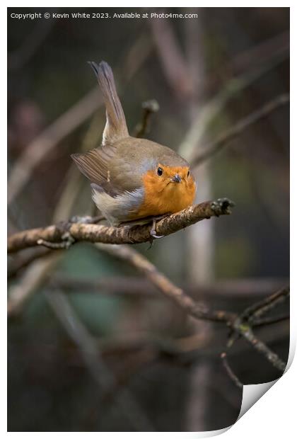 Red Robin getting ready to fly Print by Kevin White