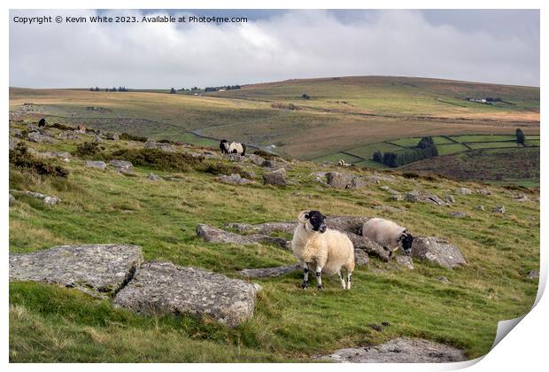 Black face sheep on Dartmoor Print by Kevin White
