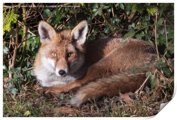 Red fox laying in the sun Print by Kevin White