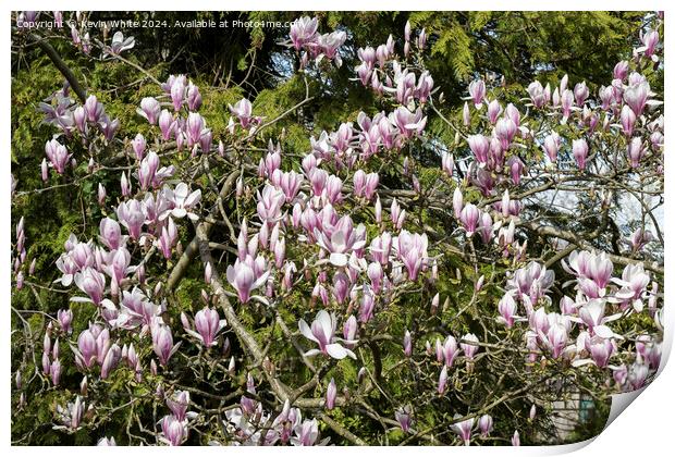 Maginificent spring Magnolia Print by Kevin White