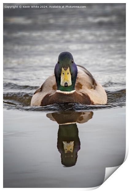 Mallard duck on a mission Print by Kevin White