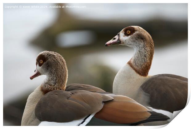 Head shots of Egyptian geese Print by Kevin White