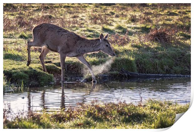 Deer with hot breath crossing a stream Print by Kevin White