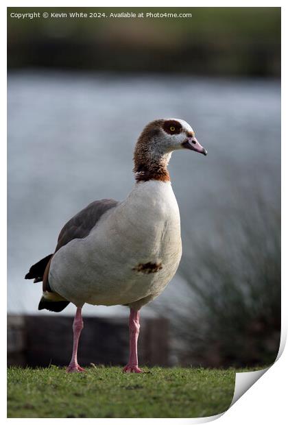 Adult Egyptian goose Print by Kevin White