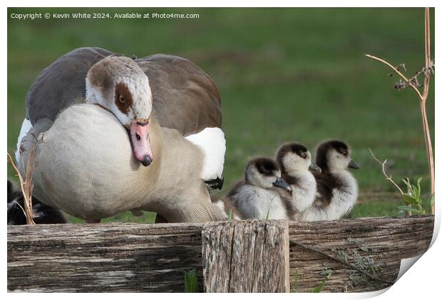Mother goose keeping an eye on her goslings Print by Kevin White