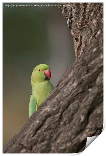 Inquisitive green parakeet Print by Kevin White