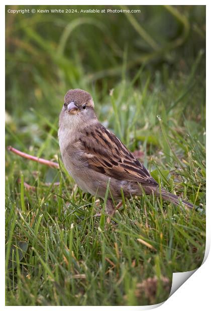 Female Sparrow Print by Kevin White