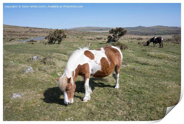 Ponies by the road side on Dartmoor Print by Kevin White