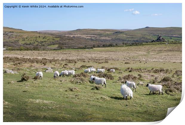 Black headed sheep grazing on Dartmoor Print by Kevin White