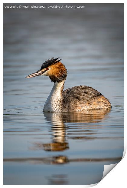 Great Crested Grebe Print by Kevin White