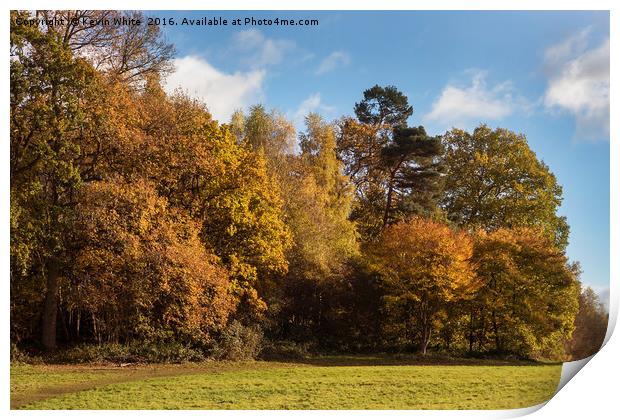 Autumn colours Print by Kevin White
