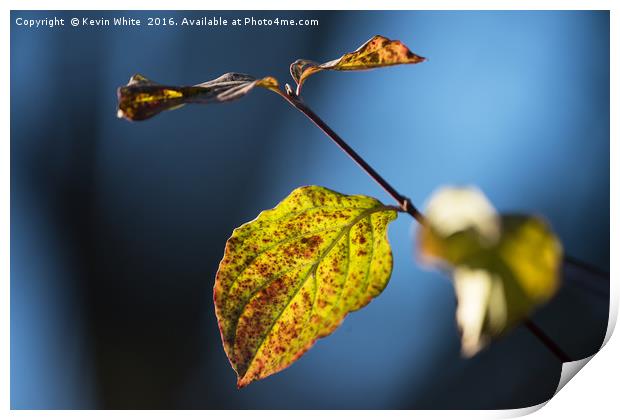 Autumn leaf Print by Kevin White