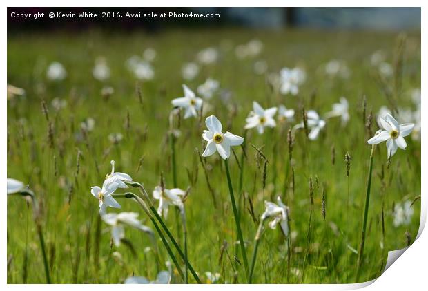 Simple white wild flower               Print by Kevin White