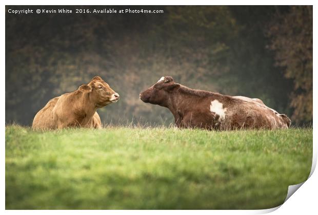 Cows in field Print by Kevin White
