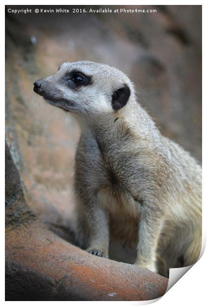 Meerkat on guard Print by Kevin White