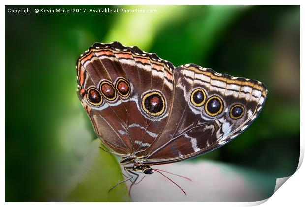 Butterfly Blue Morpho Print by Kevin White