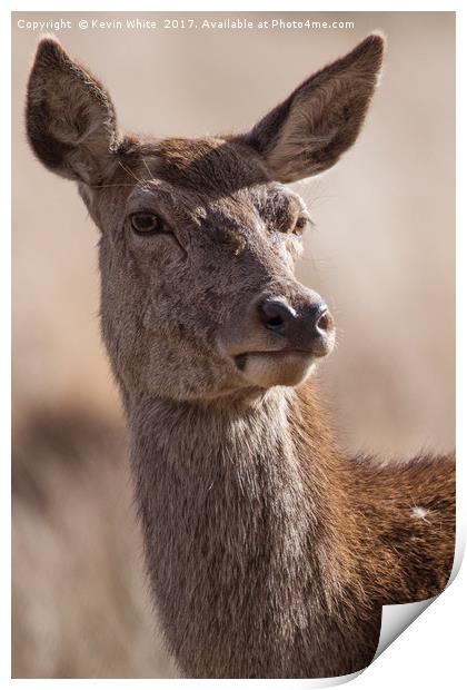 Deer close up Print by Kevin White