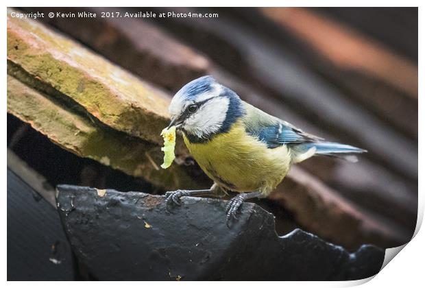 Blue Tit nesting in shed Print by Kevin White