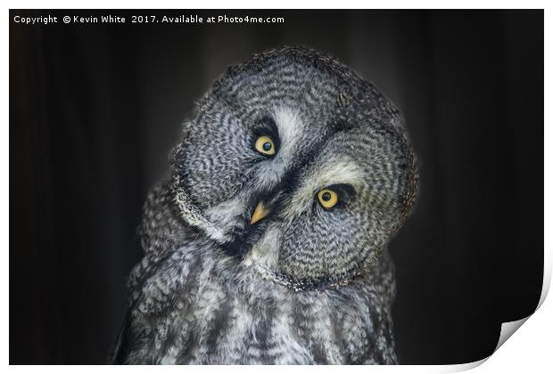 Great Grey Owl Print by Kevin White