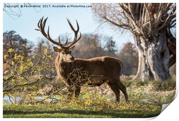 Wild Deer Print by Kevin White