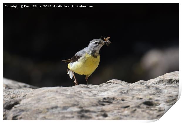 Grey wagtail  Print by Kevin White
