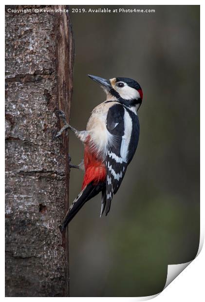 Great Spotted Woodpecker Print by Kevin White