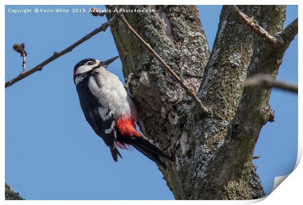 Great spotted woodpecker Print by Kevin White