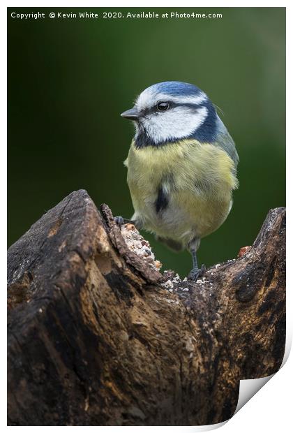 Blue Tit Print by Kevin White