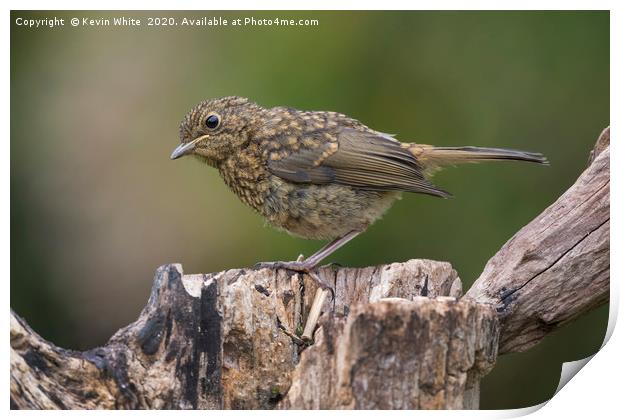 Juvenile Robin Print by Kevin White