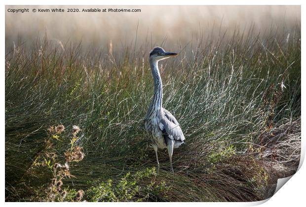 Heron on guard Print by Kevin White