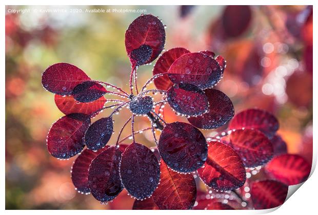 droplets of light Print by Kevin White