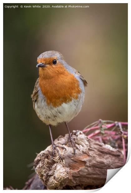 Redbreast Robin Print by Kevin White