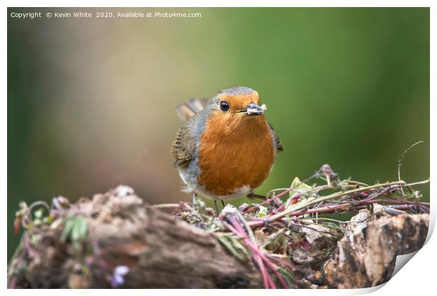 Robin Redbreast Print by Kevin White