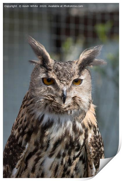 Eurasian Eagle Owl Print by Kevin White