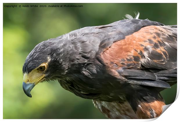 Harris Hawk close up Print by Kevin White