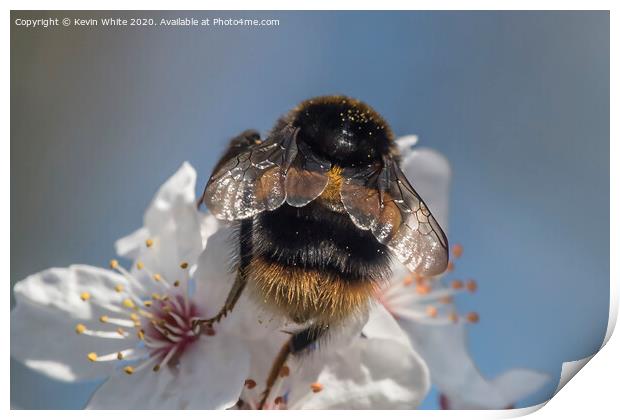 Bumble Bee Wings Print by Kevin White