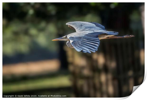 streamline flight by Heron Print by Kevin White