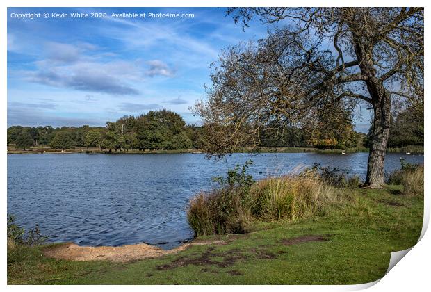 Pen Ponds Richmond Park Print by Kevin White