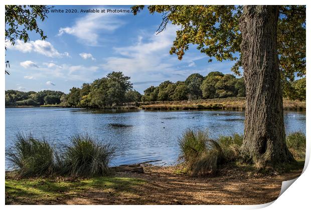 Late summer in Richmond Park Print by Kevin White