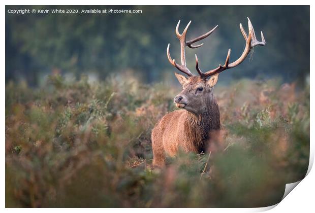 Royal Deer Stag Print by Kevin White