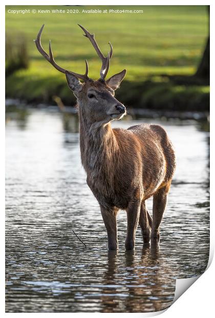 Young Stag Print by Kevin White