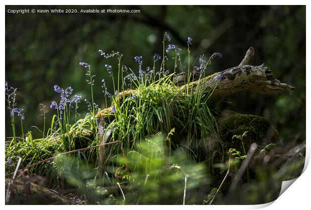 Bluebells in the forest Print by Kevin White