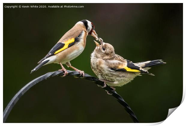 Goldfinch feeding chick Print by Kevin White