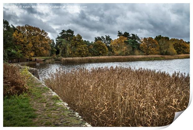 Reed bed at Frensham ponds Print by Kevin White